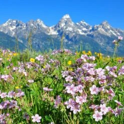 Sticky Geranium 7 Sticky Geranium -High Country Gardens Sales Store geranium viscosissimum 4
