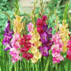Rainbow Gladiolus Mix 7 Rainbow Gladiolus Mix -High Country Gardens Sales Store gladiolusmix3 1