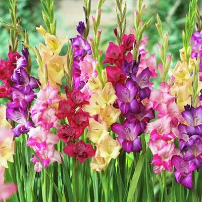 Rainbow Gladiolus Mix 4 Rainbow Gladiolus Mix - Image 4