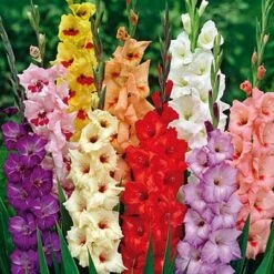 Rainbow Gladiolus Mix 9 Rainbow Gladiolus Mix -High Country Gardens Sales Store gladiolusrainbowmix 3