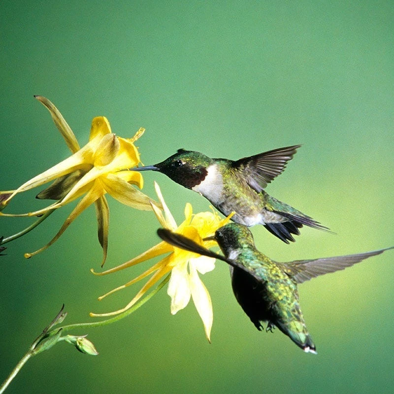 Golden Spur Columbine 4 Golden Spur Columbine - Image 4