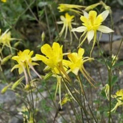 Golden Spur Columbine 9 Golden Spur Columbine -High Country Gardens Sales Store golden spur columbine aquilegia