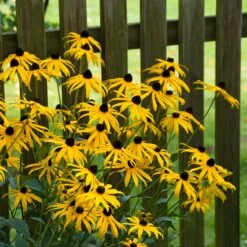Goldsturm Black Eyed Susan -High Country Gardens Sales Store goldstrum black eyed susan 2