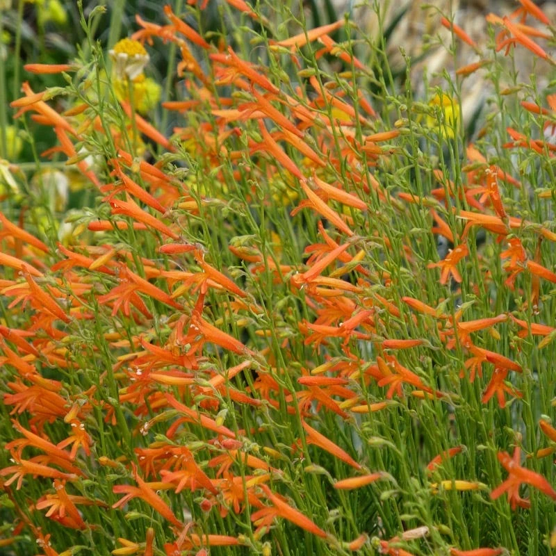 Luminous Pineleaf Penstemon 2 Luminous Pineleaf Penstemon - Image 2