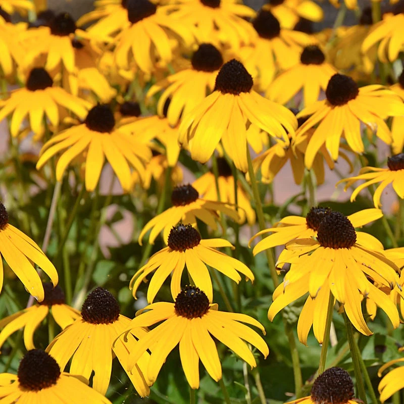 Goldsturm Black Eyed Susan - Image 2