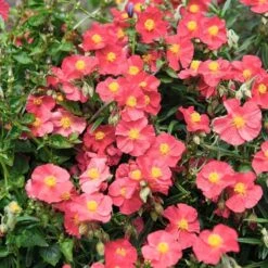 High Country Gardens Sales Store 25 Ben Ledi Rock Rose (Helianthemum)