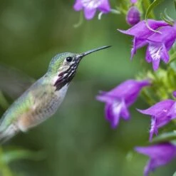 Pike's Peak Purple® Penstemon 8 Pike's Peak Purple® Penstemon -High Country Gardens Sales Store hummingbird penstemon pikes peak 75797p