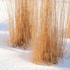 Karl Foerster Feather Reed Grass 8 Karl Foerster Feather Reed Grass -High Country Gardens Sales Store karl foerster feather reed grass winter