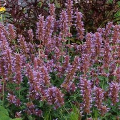 Kudos™ Silver Blue Agastache 5 Kudos™ Silver Blue Agastache -High Country Gardens Sales Store kudos silver blue agastache 3