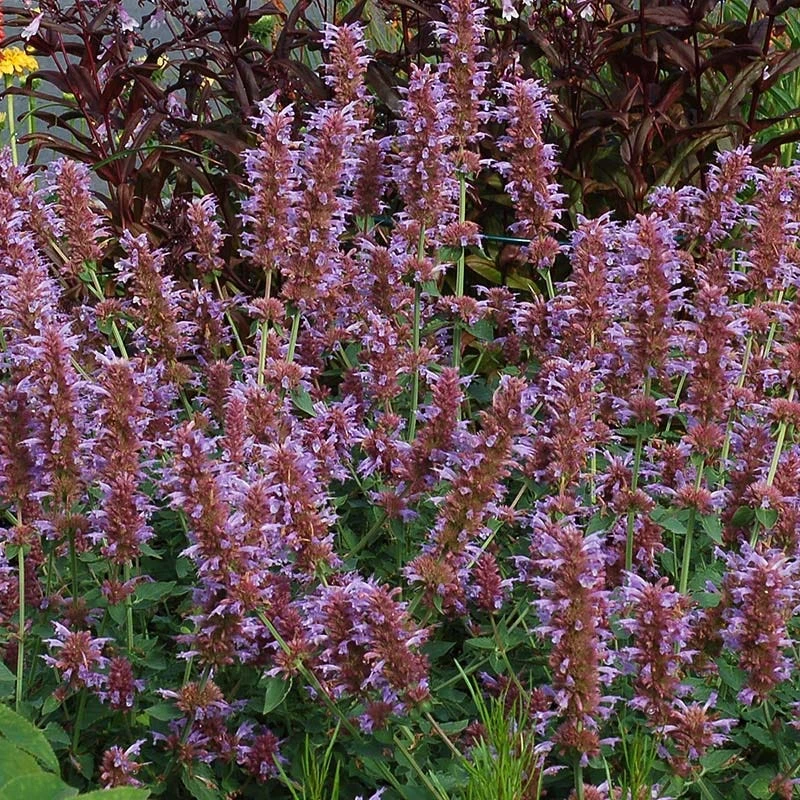 Kudos™ Silver Blue Agastache 3 Kudos™ Silver Blue Agastache - Image 3