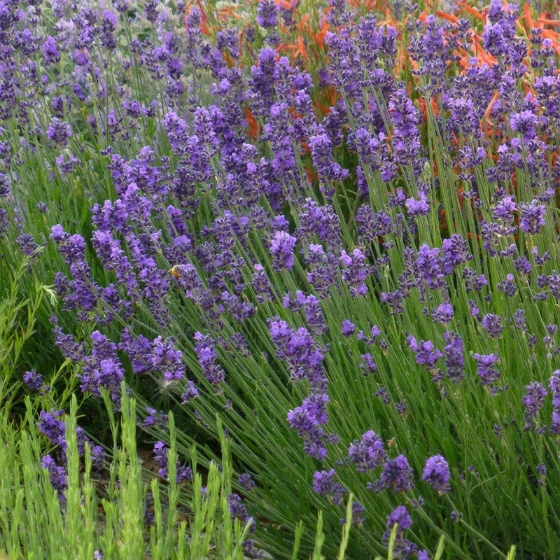 Munstead Violet English Lavender 1 Munstead Violet English Lavender
