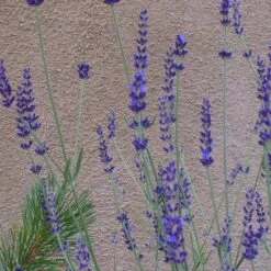 Gros Bleu French Lavender -High Country Gardens Sales Store lavandula inter gros bleu close up 1