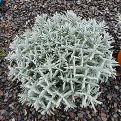 Sensational!™ Lavender 6 Sensational!™ Lavender -High Country Gardens Sales Store lavandula sensational 1