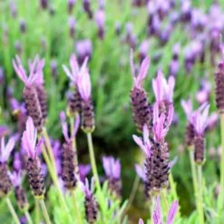 Purple Ribbon Spanish Lavender 5 Purple Ribbon Spanish Lavender -High Country Gardens Sales Store lavandula stoechas purple ribbon spanish lavender flowers 1
