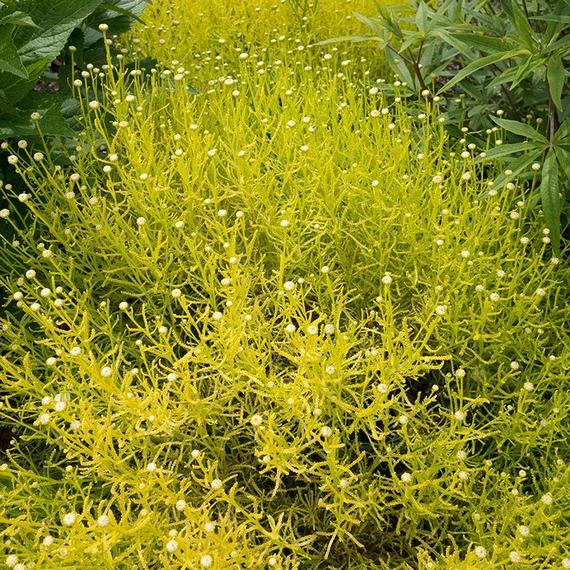 Lemon Fizz Santolina 1 Lemon Fizz Santolina