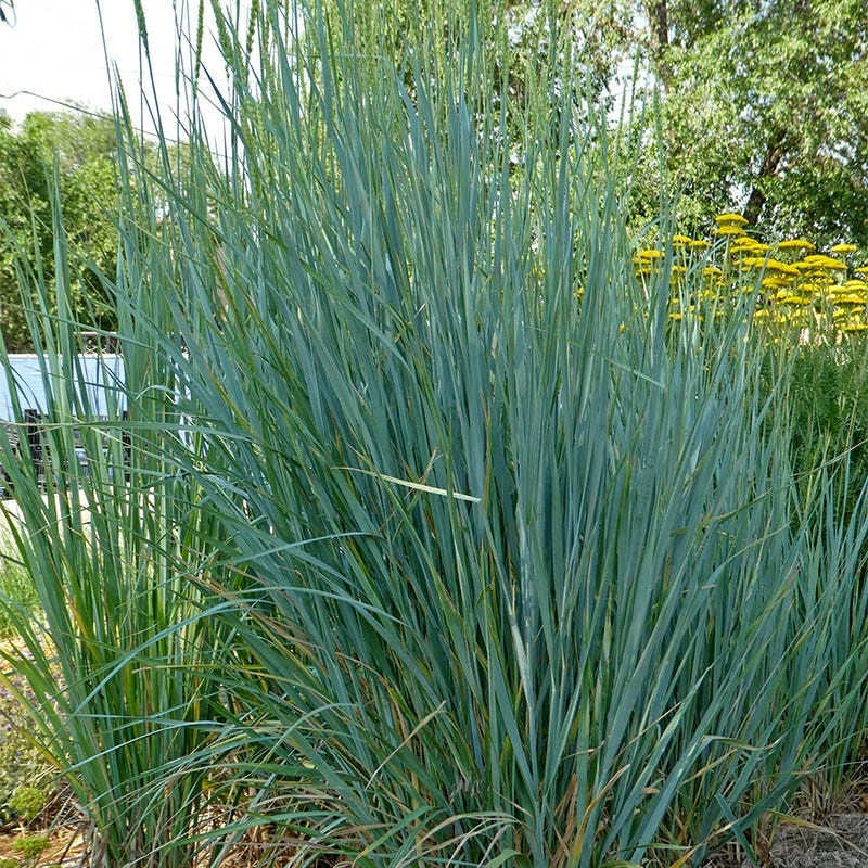 Great Basin Wildrye 2 Great Basin Wildrye - Image 2