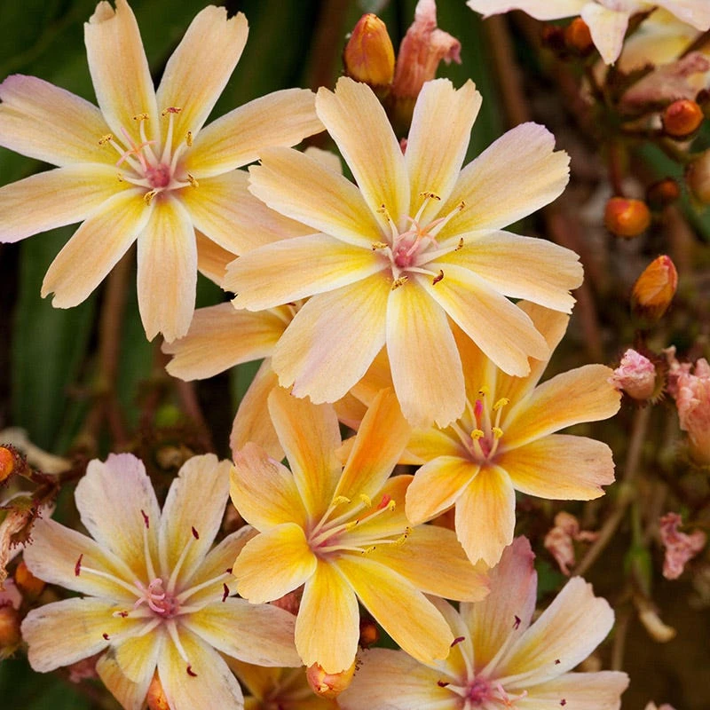 Little Peach Lewisia 2 Little Peach Lewisia - Image 2