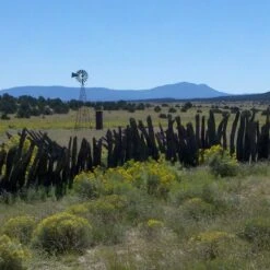 Little Prairie Native Wildflower Seed Mix 11 Little Prairie Native Wildflower Seed Mix -High Country Gardens Sales Store little prairie mix bouteloua gracilis meadow