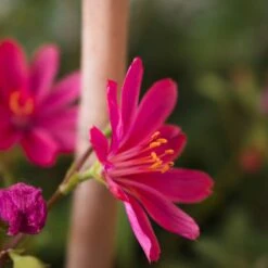 High Country Gardens Sales Store -High Country Gardens Sales Store little raspberry lewisia 2