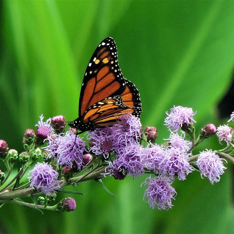 Meadow Blazing Star (Liatris) 1 Meadow Blazing Star (Liatris)