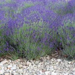 Mitcham Gray English Lavender 5 Mitcham Gray English Lavender -High Country Gardens Sales Store mitcham gray english lavender 1