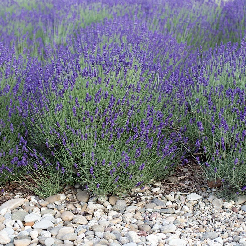 Mitcham Gray English Lavender 3 Mitcham Gray English Lavender - Image 3