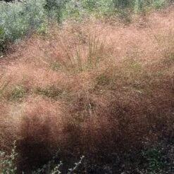 Undaunted® Ruby Muhly Grass 6 Undaunted® Ruby Muhly Grass -High Country Gardens Sales Store muhlenbergia reverchonii 3
