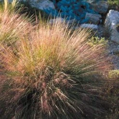 Undaunted® Ruby Muhly Grass 7 Undaunted® Ruby Muhly Grass -High Country Gardens Sales Store muhlenbergia reverchon 71138 1 web 4