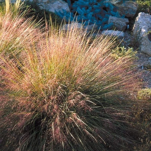 Undaunted® Ruby Muhly Grass 4 Undaunted® Ruby Muhly Grass - Image 4