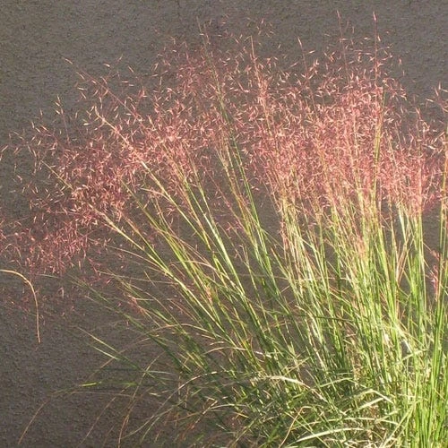 Undaunted® Ruby Muhly Grass 2 Undaunted® Ruby Muhly Grass - Image 2