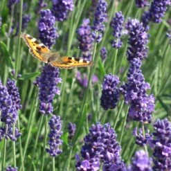 Munstead Violet English Lavender 5 Munstead Violet English Lavender -High Country Gardens Sales Store munstead violet english lavender meadow pollinator
