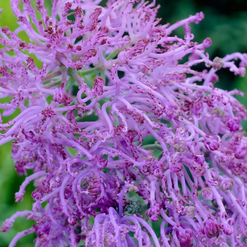 Cotton Candy Grape Hyacinth 2 Cotton Candy Grape Hyacinth - Image 2