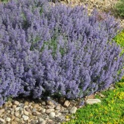 Select Blue Nepeta -High Country Gardens Sales Store nepeta faassenii select blue delosperma nubiginum