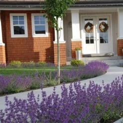 Little Trudy® Nepeta 5 Little Trudy® Nepeta -High Country Gardens Sales Store nepeta little trudy catmint must credit plant select 1