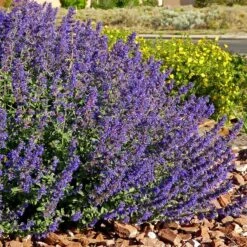 Walker's Deep Blue Nepeta -High Country Gardens Sales Store nepeta walkers dark blue 4 cc cropped