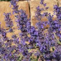 Walker's Deep Blue Nepeta -High Country Gardens Sales Store nepeta walkers dark blue close up of flwr cropped