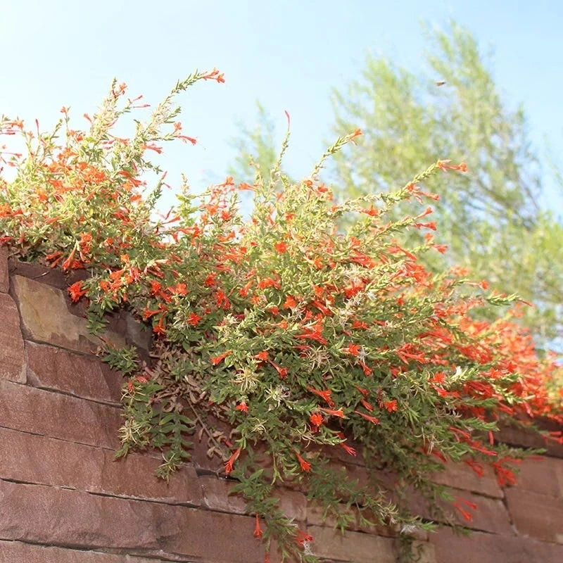 Orange Carpet® Creeping Hummingbird Trumpet (Zauschneria) 4 Orange Carpet® Creeping Hummingbird Trumpet (Zauschneria) - Image 4