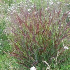 Shenandoah Switch Grass 10 Shenandoah Switch Grass -High Country Gardens Sales Store panicum shenandoah hni 01 cropped