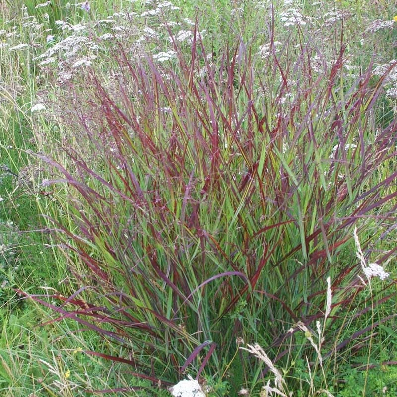 Shenandoah Switch Grass 5 Shenandoah Switch Grass - Image 5