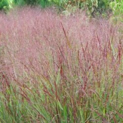 Shenandoah Switch Grass 11 Shenandoah Switch Grass -High Country Gardens Sales Store panicum shenandoah hni 1 cropped