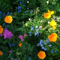 Partial Shade Wildflower Seed Mix 7 Partial Shade Wildflower Seed Mix -High Country Gardens Sales Store partial shade wildflower mix 1