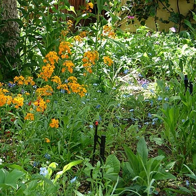 Partial Shade Wildflower Seed Mix 2 Partial Shade Wildflower Seed Mix - Image 2