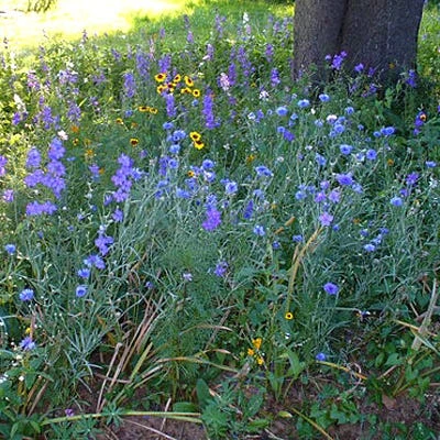 Partial Shade Wildflower Seed Mix 1 Partial Shade Wildflower Seed Mix