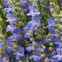 Blue Lips Penstemon 9 Blue Lips Penstemon -High Country Gardens Sales Store penstemon blue lips beardtongue