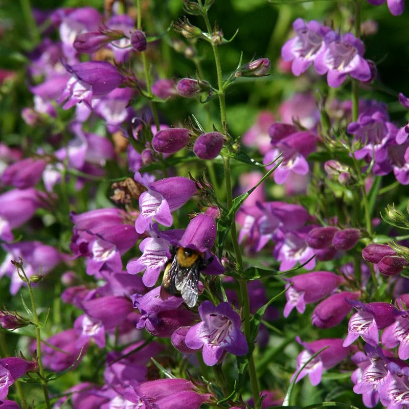Pike's Peak Purple® Penstemon 5 Pike's Peak Purple® Penstemon - Image 5