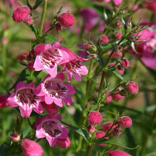 Red Rocks® Penstemon 1 Red Rocks® Penstemon
