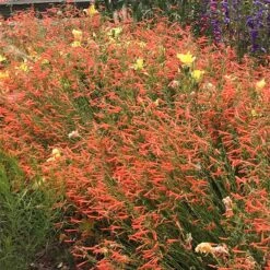 Luminous Pineleaf Penstemon 5 Luminous Pineleaf Penstemon -High Country Gardens Sales Store penstemon pinifolius luminous