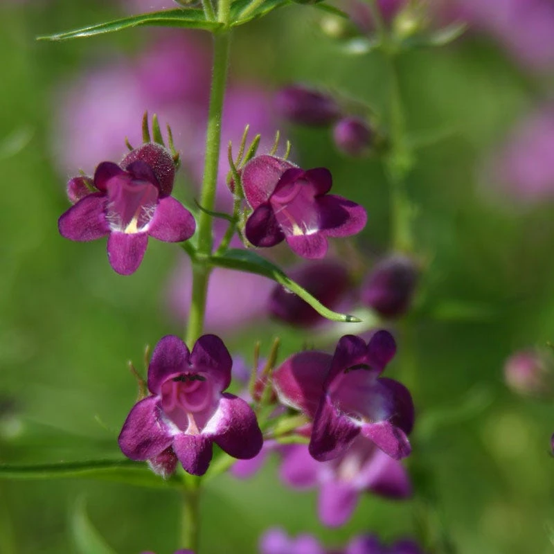 Pike's Peak Purple® Penstemon 3 Pike's Peak Purple® Penstemon - Image 3