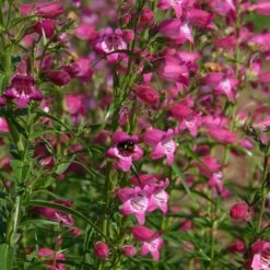 Red Rocks® Penstemon 5 Red Rocks® Penstemon -High Country Gardens Sales Store penstemon x mexicali red rocks 21 plant select 1