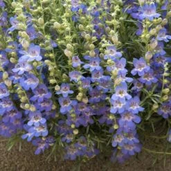 High Country Gardens Sales Store -High Country Gardens Sales Store penstemon blue lips 78798 1 web